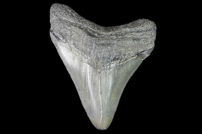 Juvenile Megalodon Tooth - Georgia #101330